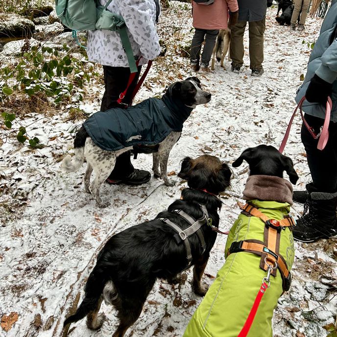 Social Walk Hundeschule 