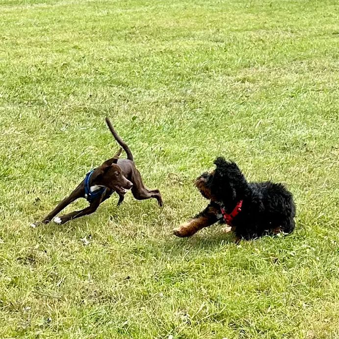 Kleiner Hund geht an Hundegruppe vorbei, Erziehung und Sozialisation, Leinenführigkeit