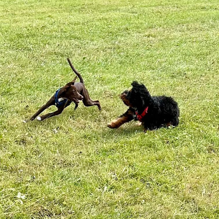 Social Walk Hundeschule Kleine Hunde