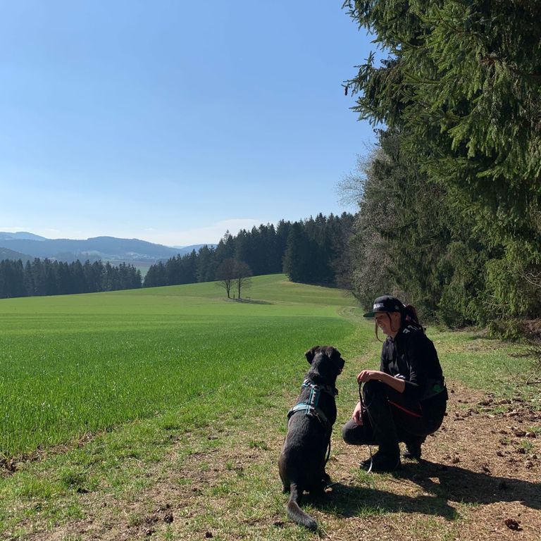 Tierschutzhunde Spaziergang