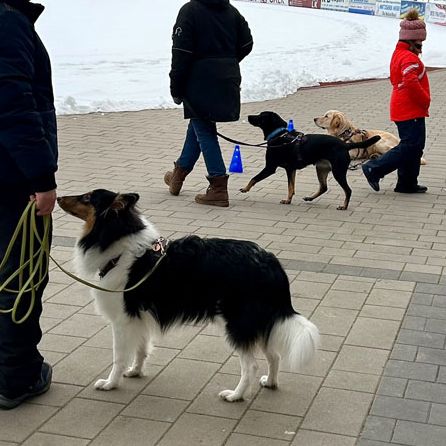 Begegnungstraining Hundeschule 