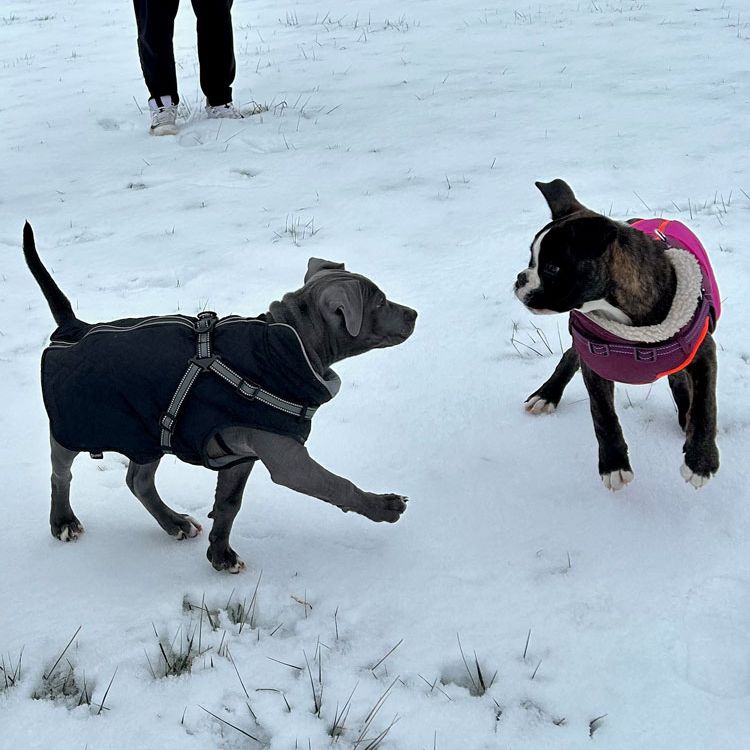 Welpenkurs Rötz/Cham