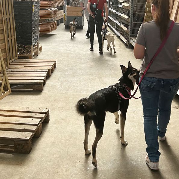 Social Walk Hundeschule Welpen