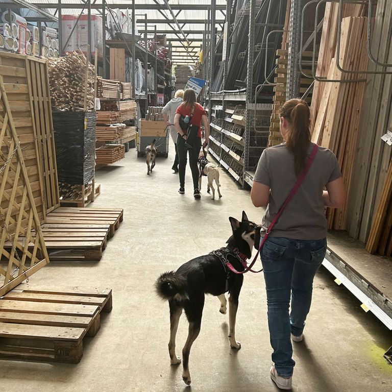 Hundeschule STADTSPAZIERGANG