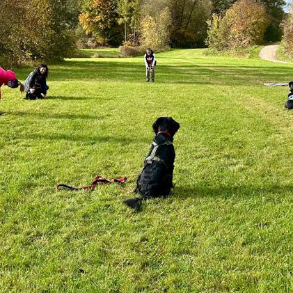 Junhunde Kurs Rötz im Landkreis Cham