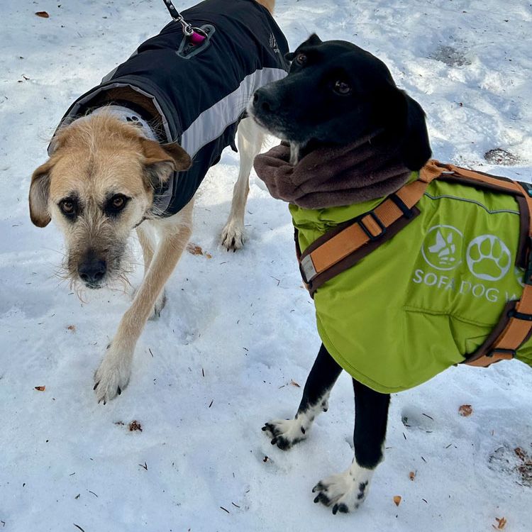 Tierschutzhunde Training