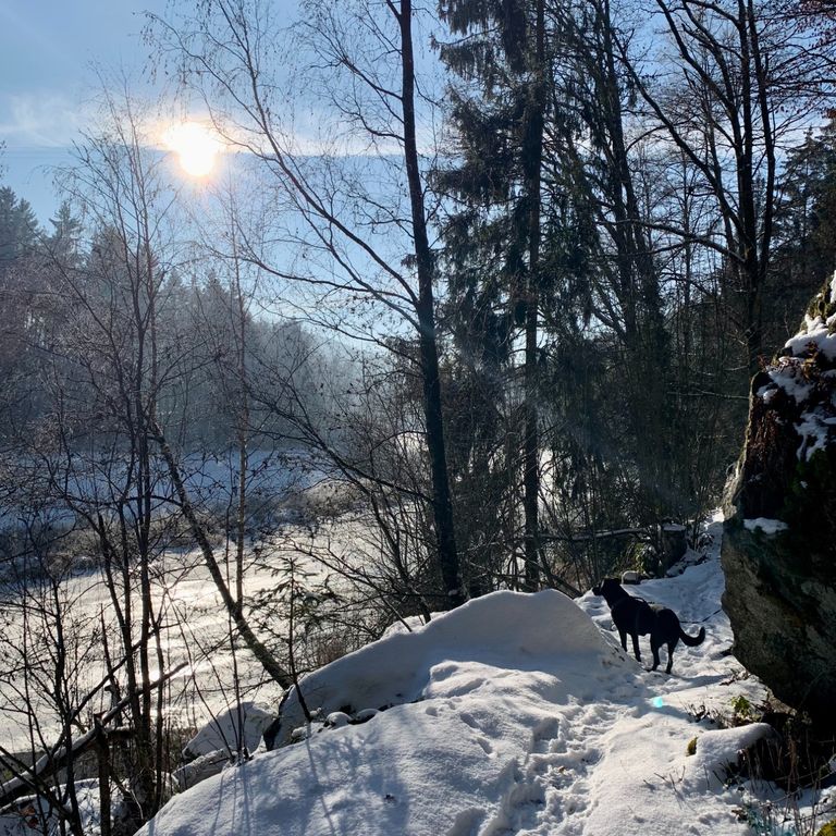 Immunsystem beim Hund im Winter