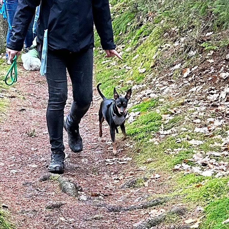 Social Walk Hundeschule 