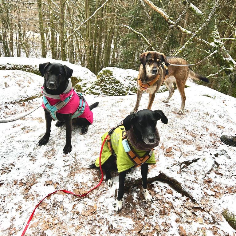 Hundeschule Kursangebot aktuell
