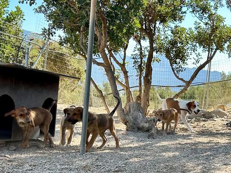 Gerettete Welpen mit Mutterhündin