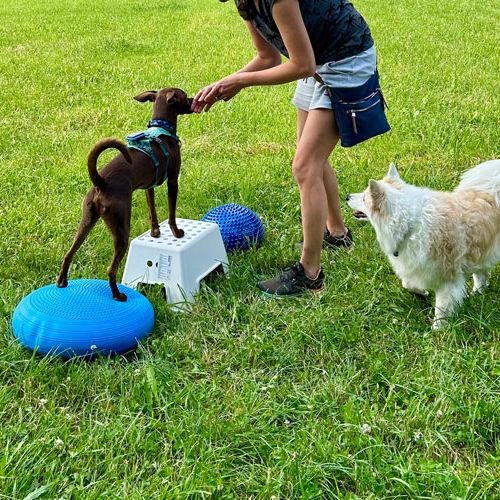 Hundeschule Spiel und Spass Parcours