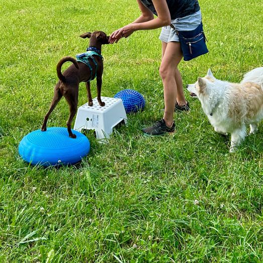 Parcours für Hunde Balanceübungen
