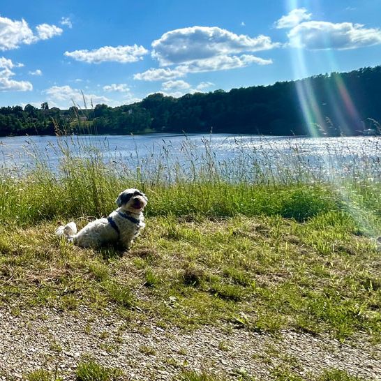 Social Walk Hundeschule Treffelstein