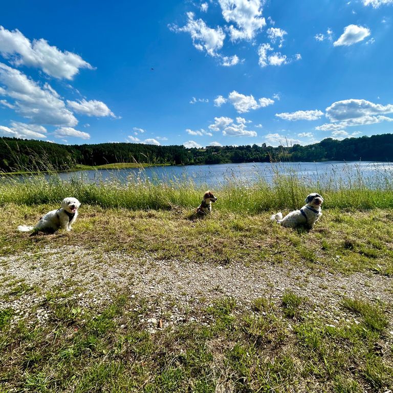 Social Walk Hundeschule Kleine Hunde