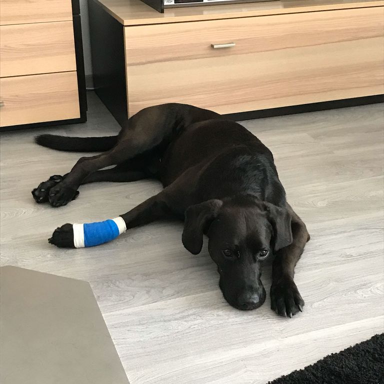 Erste Hilfe Workshop am Hund - Praxis und Theorie beim Social Walk 
