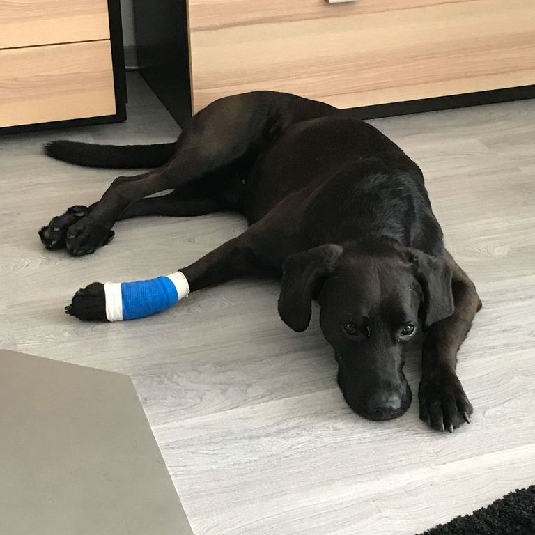 1. Hilfe am Hund
