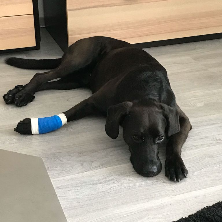 Workshop erste Hilfe am Hund in Theorie und Praxis