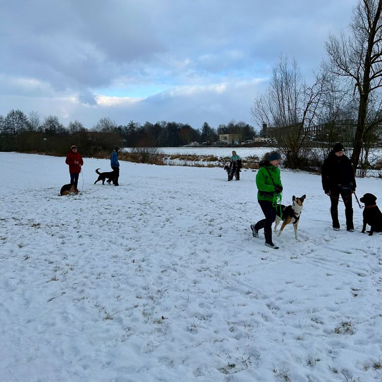 Social Walk Hundeschule 