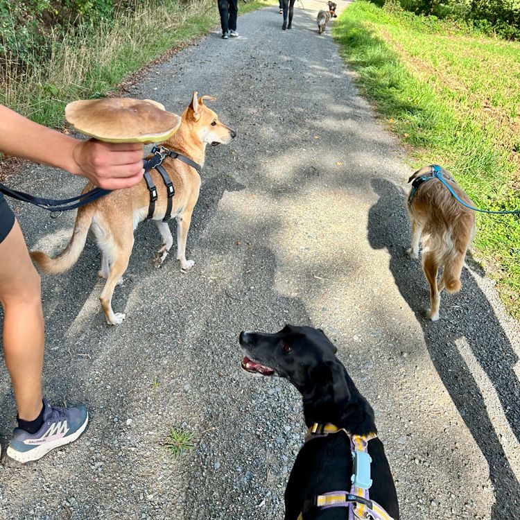 Tierschutzhunde Hundetraining