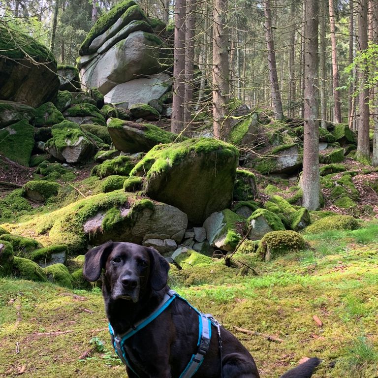 Erlebniswanderung mit Hund, unberührte Natur