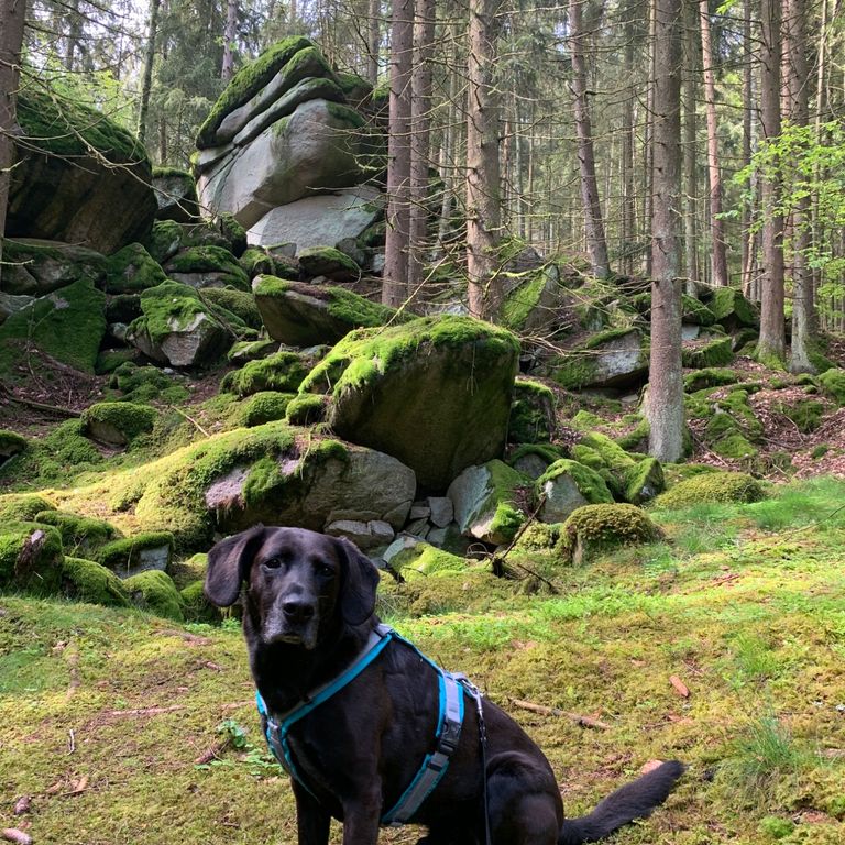 Hundeerlebsniswanderung Höllbachtal