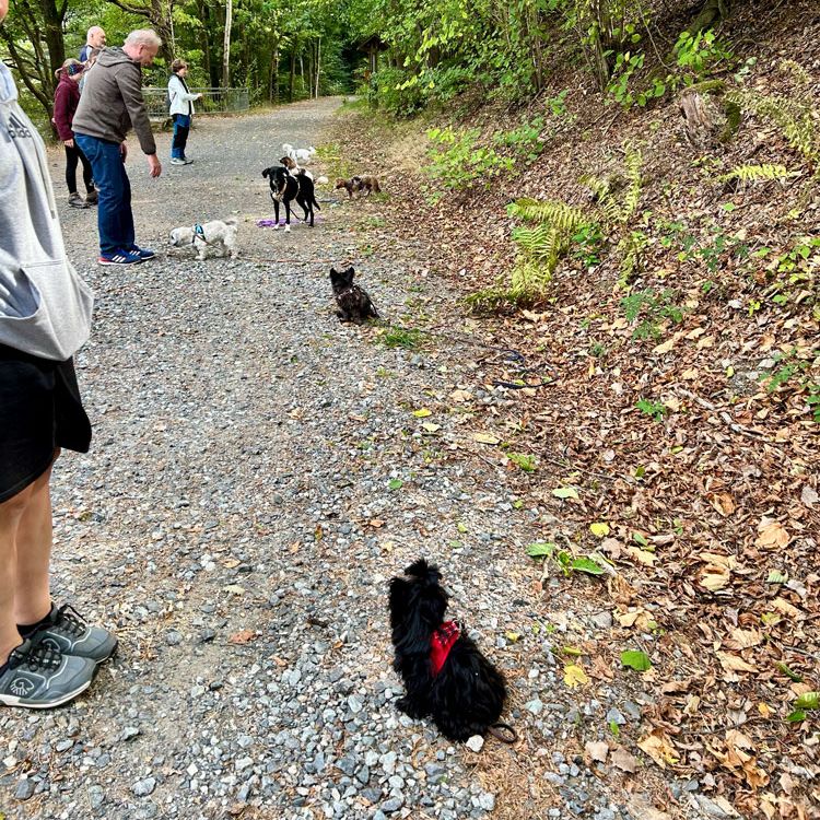 Hundetraining mit kleinen Hunderassen