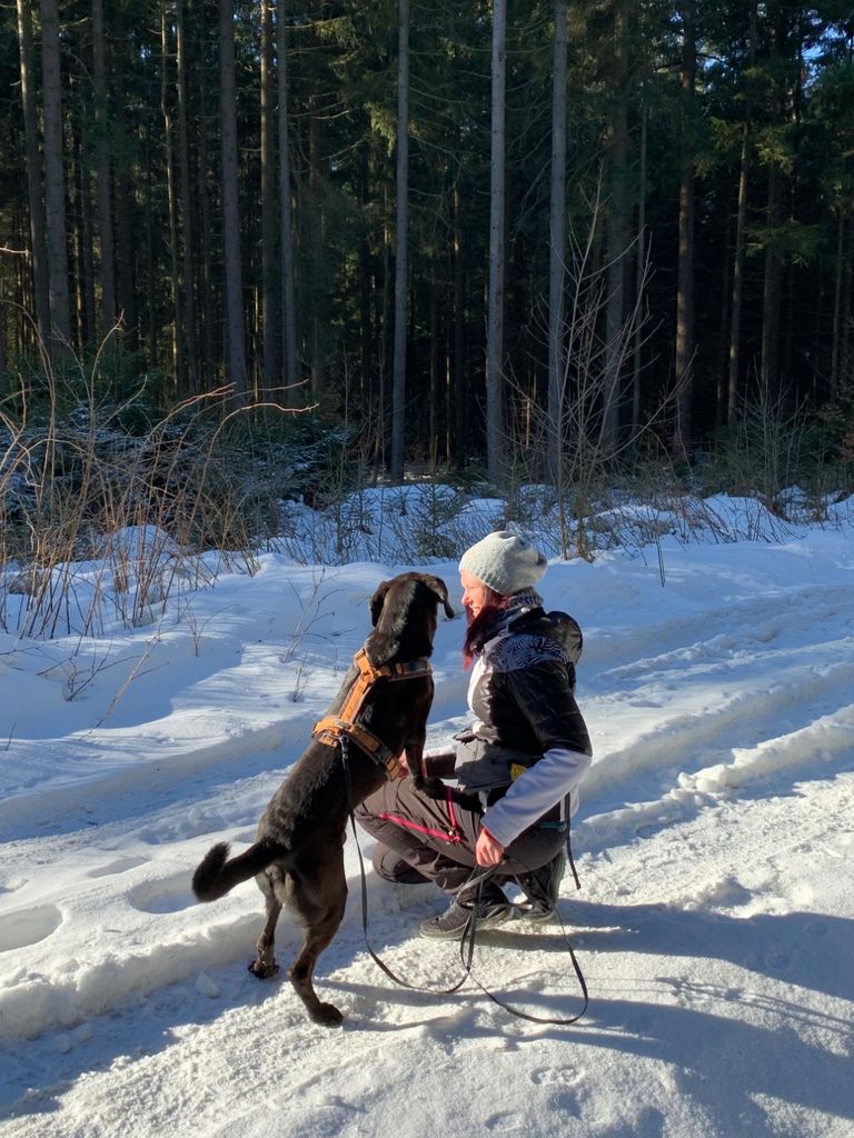 Winterwanderung mit Hund, Spiel und Spass, Steh, Hundetraining unter Ablenkung