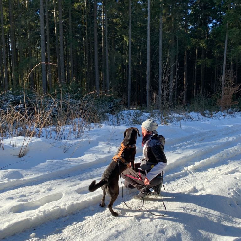 Social Walk Hundeschule 