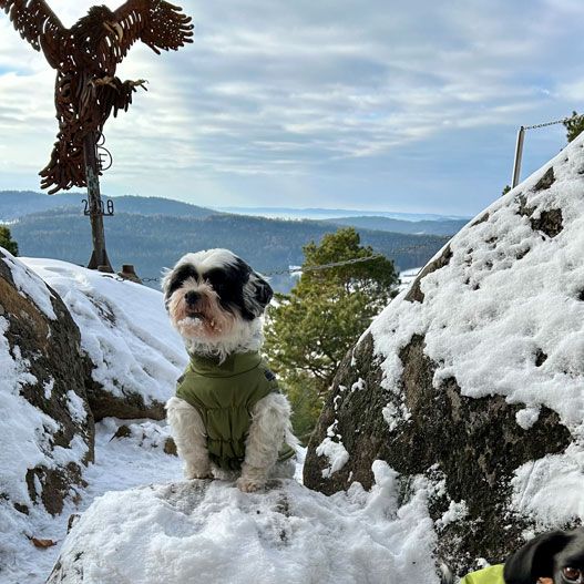 Social Walk kleine Hunde Hundeschule 
