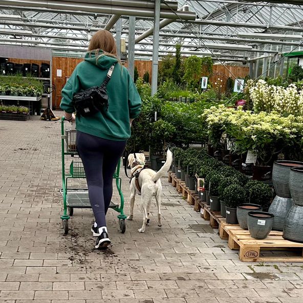 Gartenmarktbesuch mit Hund 