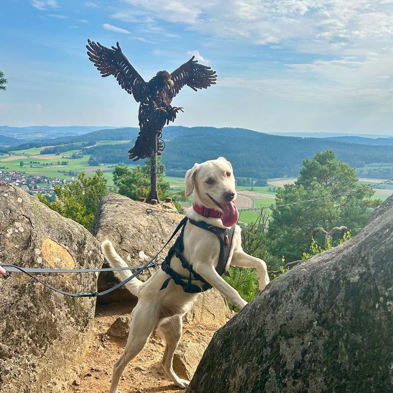 Sozialisierungsspaziergang Hundetraining