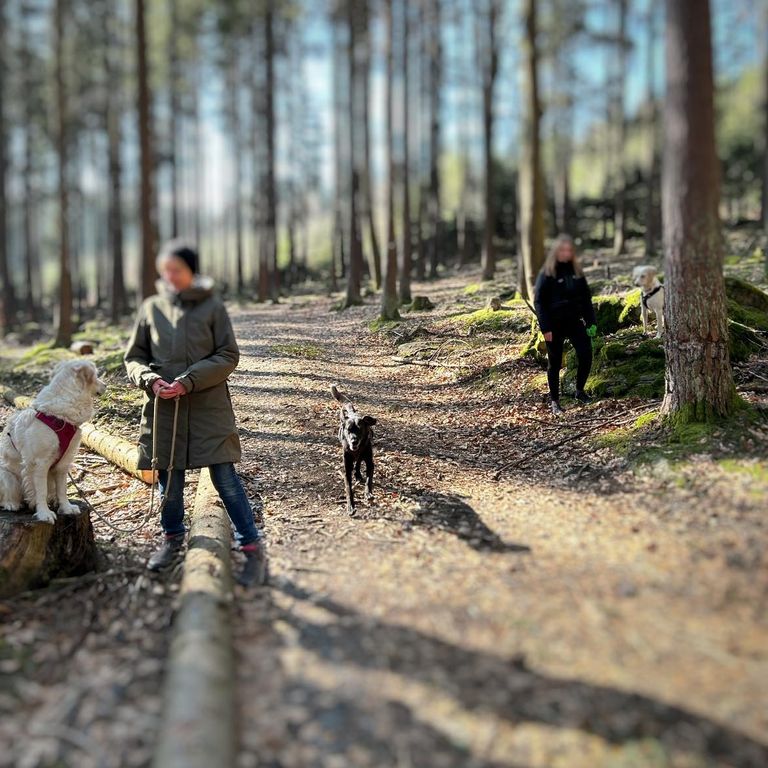 Hundeschule SOCIAL WALK Badespaß