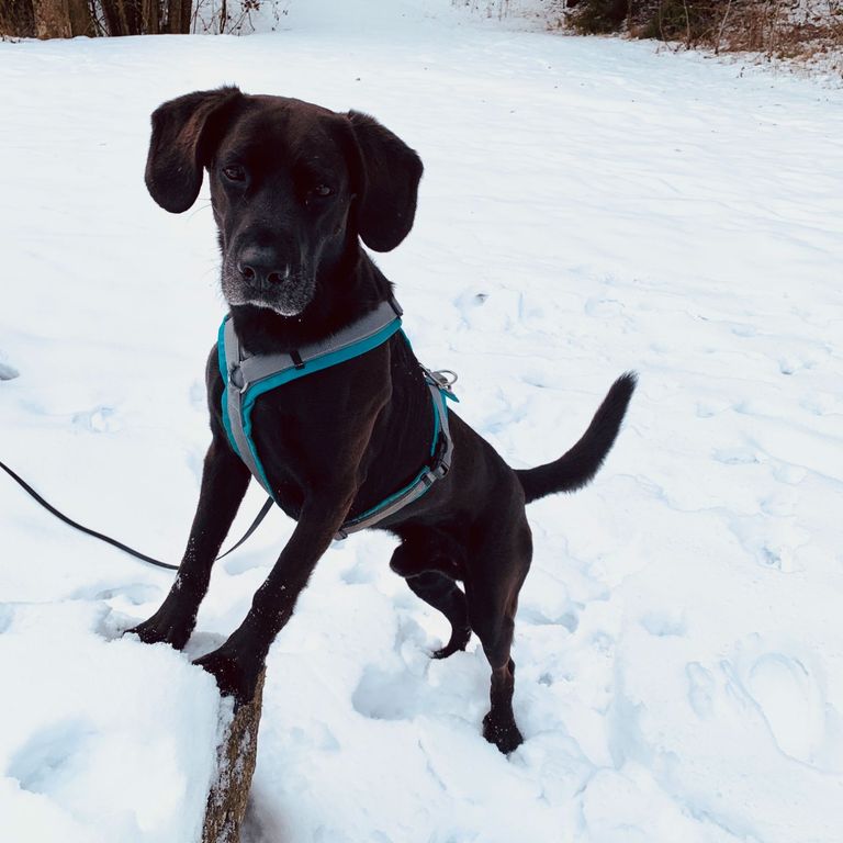 Social Walk Hundeschule 