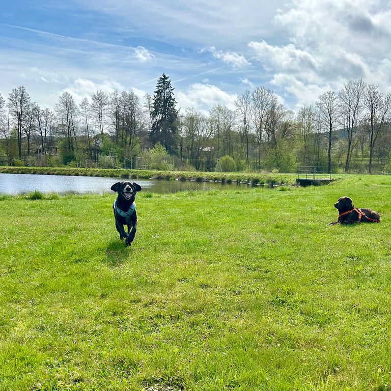 Rückruftraining Hundeschule