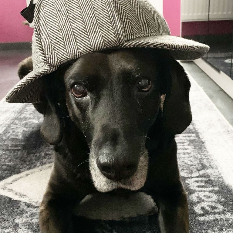 Krimitour mit Hund