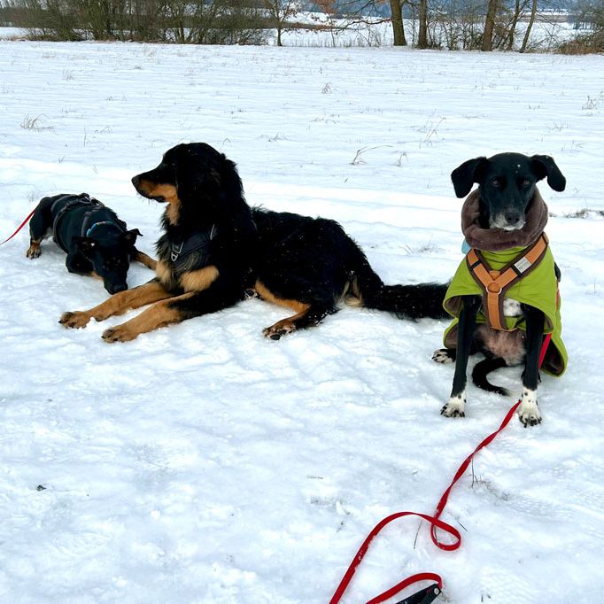 Sozialisierungsspaziergang Hundetraining