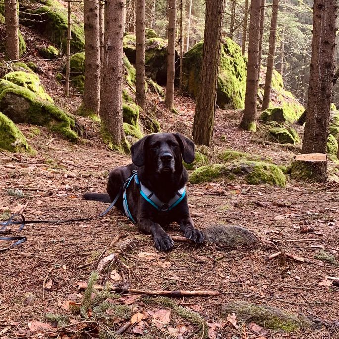 Social Walk Hundeschule 