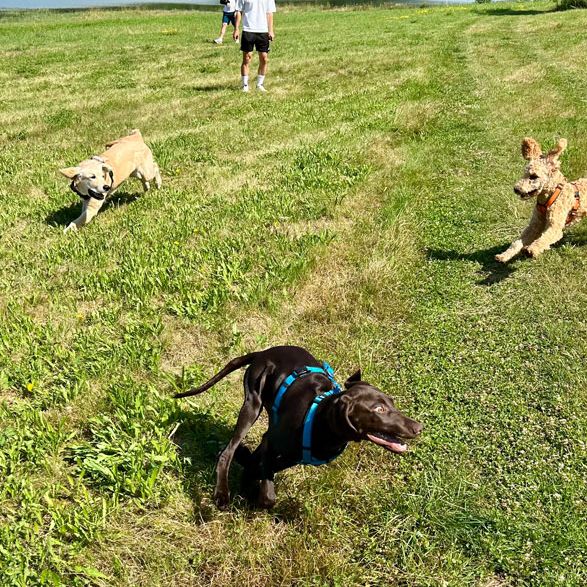 Junhunde Kurs Rötz im Landkreis Cham