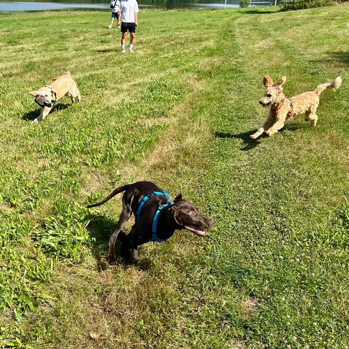 Welpen freies Spiel Hundeschule 