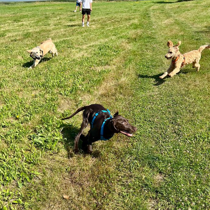 Welpentraining Hundeschule