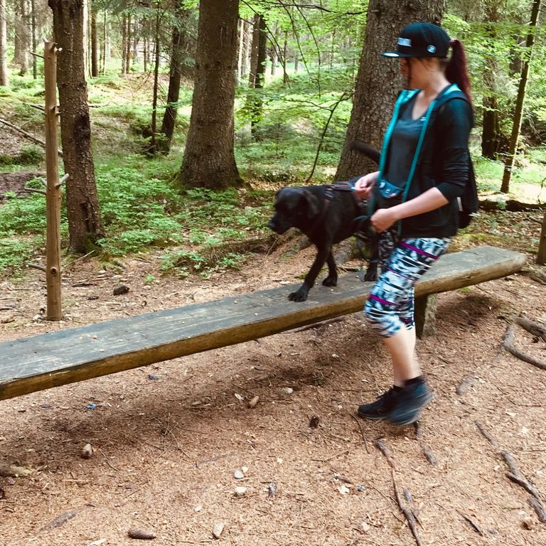 Hund sicher über eine Bank führen, Umweltabenteuer für Welpen und Tierschutzhunde, verschiedene Untergründe