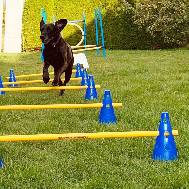 Spiel und Spaß mit Hund, sinnvolle Beschäftigung, Auslastung, Hindernisparcours