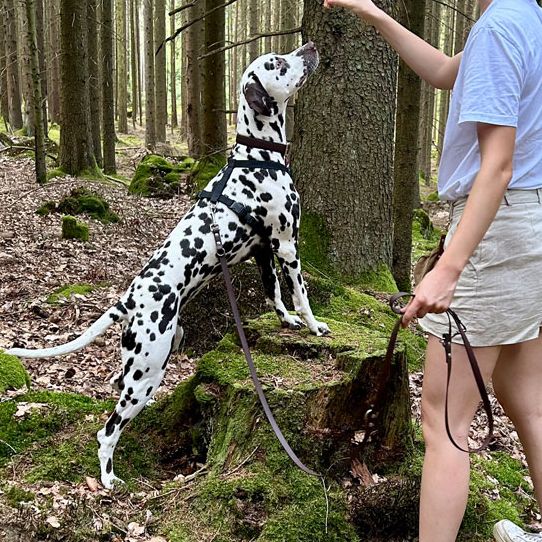 Social Walk und Freifolge Junghundetraining Woidhund Hundeschule 