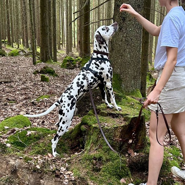 Hundeschule SOCIAL WALK