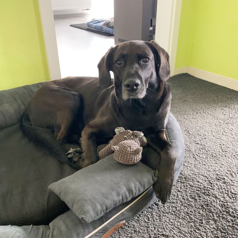 Hund liegt entspannt im Hundebett